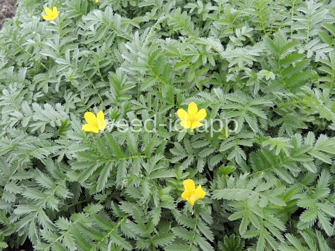 cinquefoil, silverweed